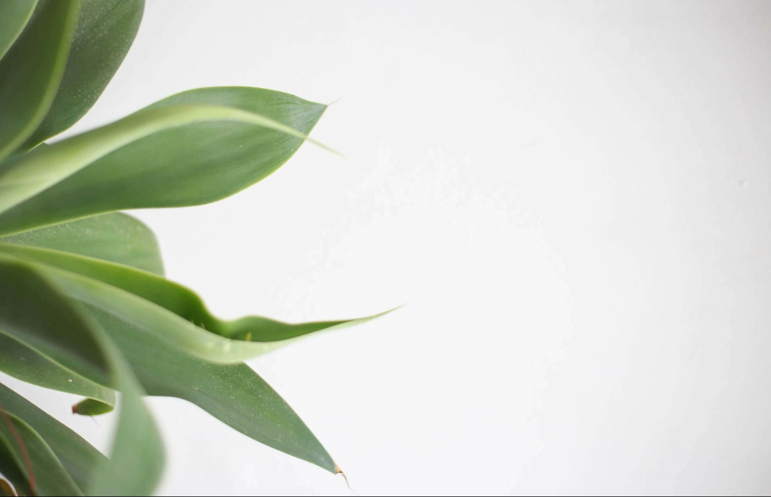 plante horizontale